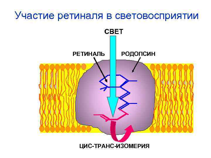 Участие ретиналя в световосприятии СВЕТ РЕТИНАЛЬ РОДОПСИН ЦИС-ТРАНС-ИЗОМЕРИЯ 