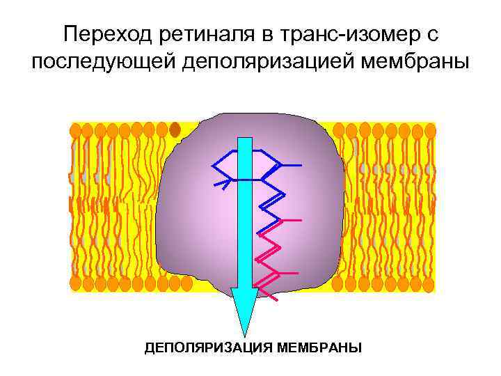 Переход ретиналя в транс-изомер с последующей деполяризацией мембраны ДЕПОЛЯРИЗАЦИЯ МЕМБРАНЫ 