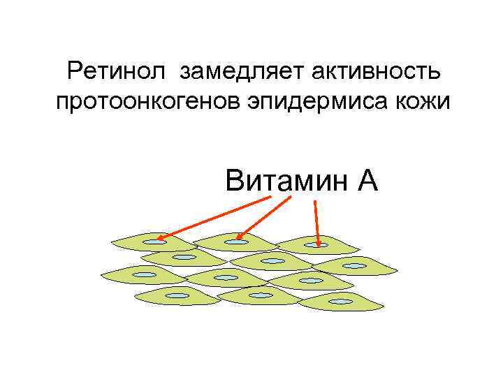 Ретинол замедляет активность протоонкогенов эпидермиса кожи Витамин А 
