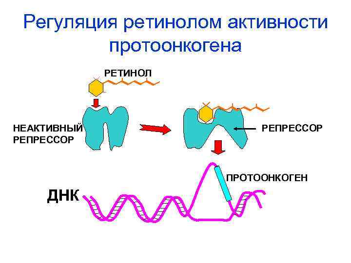 Регуляция ретинолом активности протоонкогена РЕТИНОЛ НЕАКТИВНЫЙ РЕПРЕССОР ПРОТООНКОГЕН ДНК 