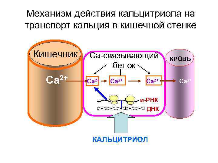 На рисунке изображена схема объясняющая механизм поддержания концентрации кальция в организме ответ