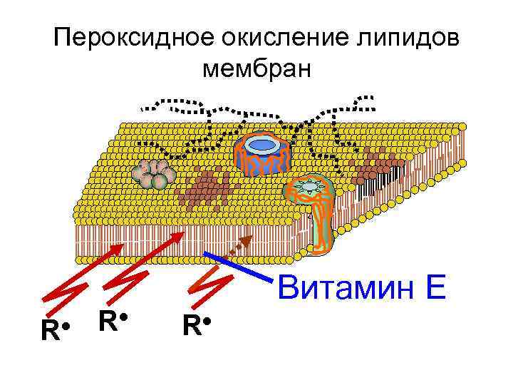 Перекисное окисление липидов картинки