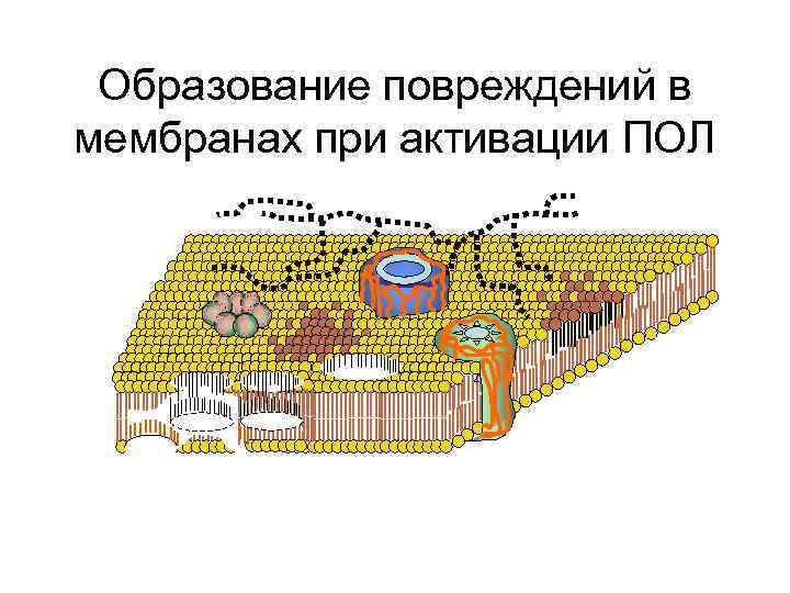 Образование повреждений в мембранах при активации ПОЛ 