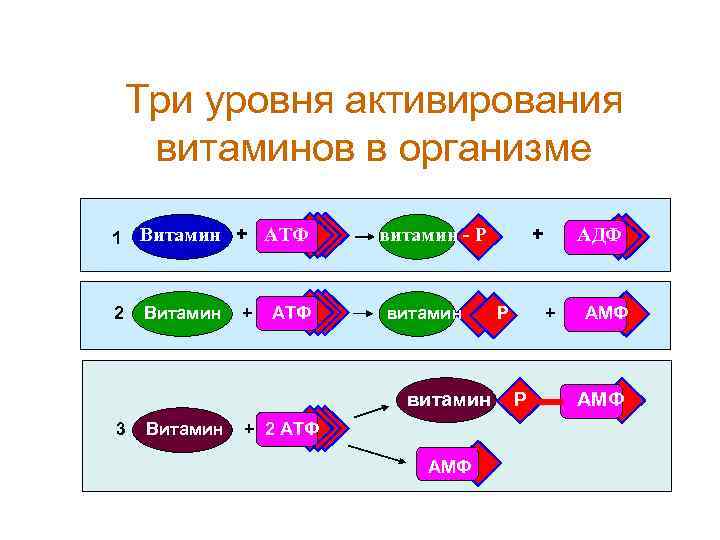 Три уровня активирования витаминов в организме 1 Витамин + АТФ 2 Витамин + АТФ
