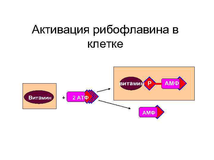 Активация рибофлавина в клетке витамин Р Витамин + 2 АТФ АМФ 