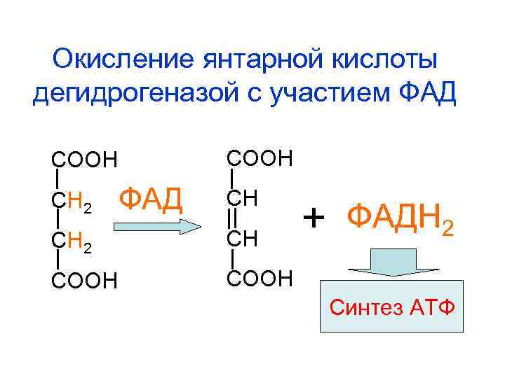 Окисление янтарной кислоты дегидрогеназой с участием ФАД СООН СН 2 ФАД СН СН 2