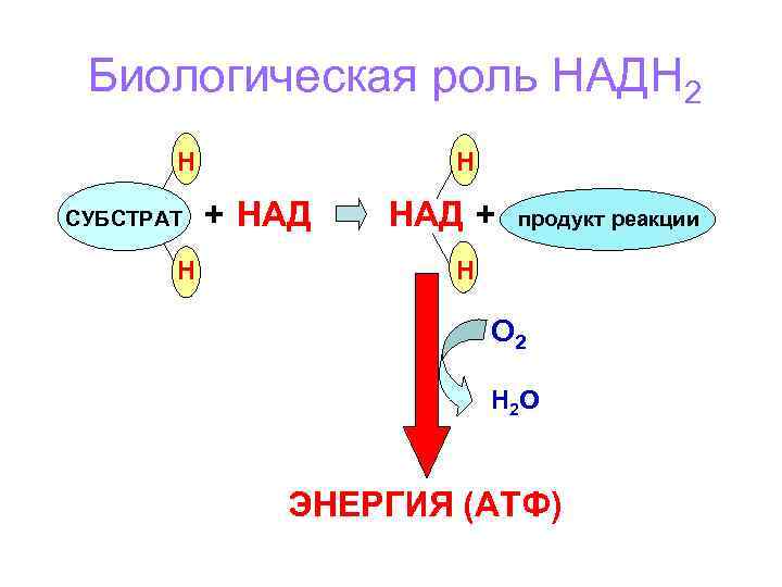 Биологическая роль НАДН 2 Н СУБСТРАТ Н Н + НАД + продукт реакции Н