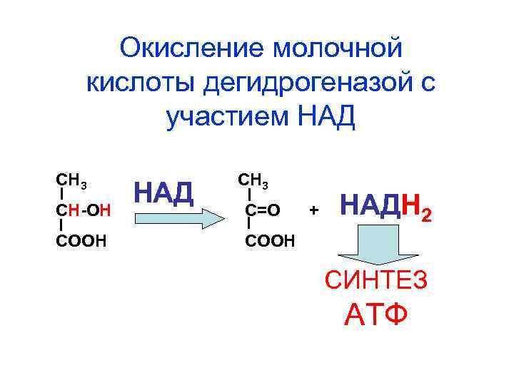 Окисление молочной кислоты дегидрогеназой с участием НАД СН 3 СН-ОН СООН НАД СН 3