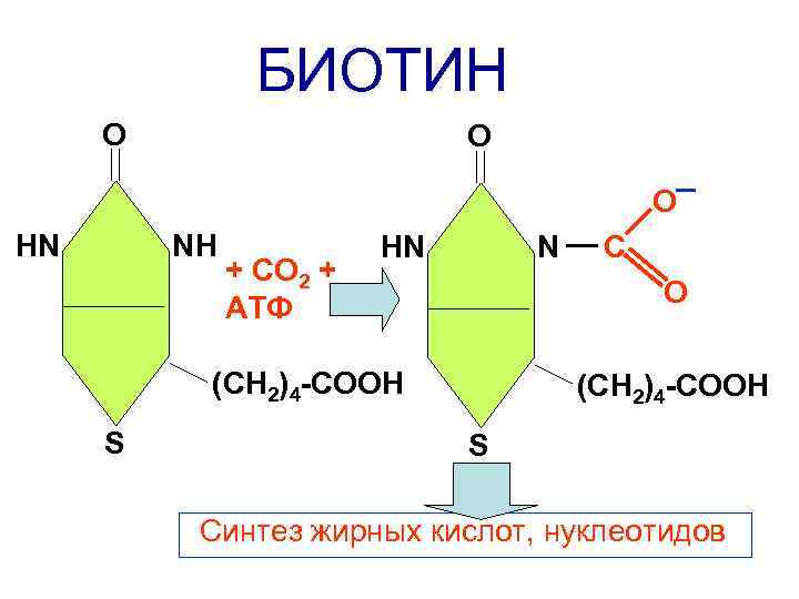БИОТИН О О О НN NН + СО 2 + АТФ НN N О