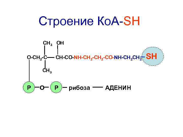 Строение Ко. А-SH СН 3 ОН О-СН 2 -С СН-СО-NН-СН 2 -СО-NH-СН 2 СН