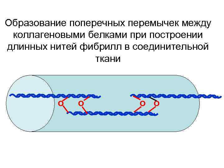 Образование поперечных перемычек между коллагеновыми белками при построении длинных нитей фибрилл в соединительной ткани