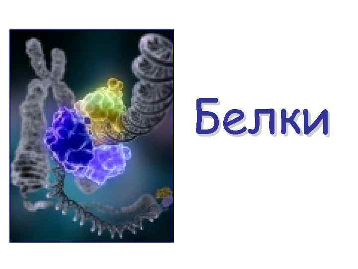 Белки 