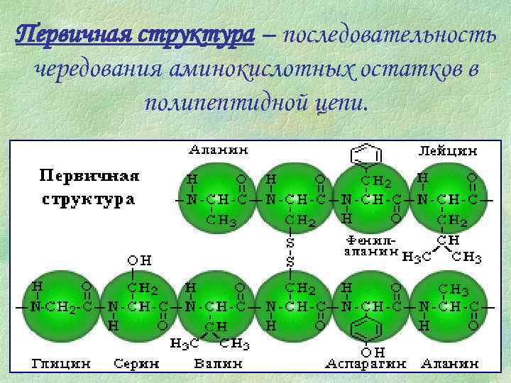 Первичная структура – последовательность чередования аминокислотных остатков в полипептидной цепи. 