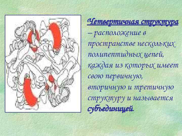 Четвертичная структура – расположение в пространстве нескольких полипептидных цепей, каждая из которых имеет свою