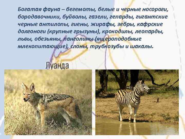 Богатая фауна – бегемоты, белые и черные носороги, бородавочники, буйволы, газели, гепарды, гигантские черные