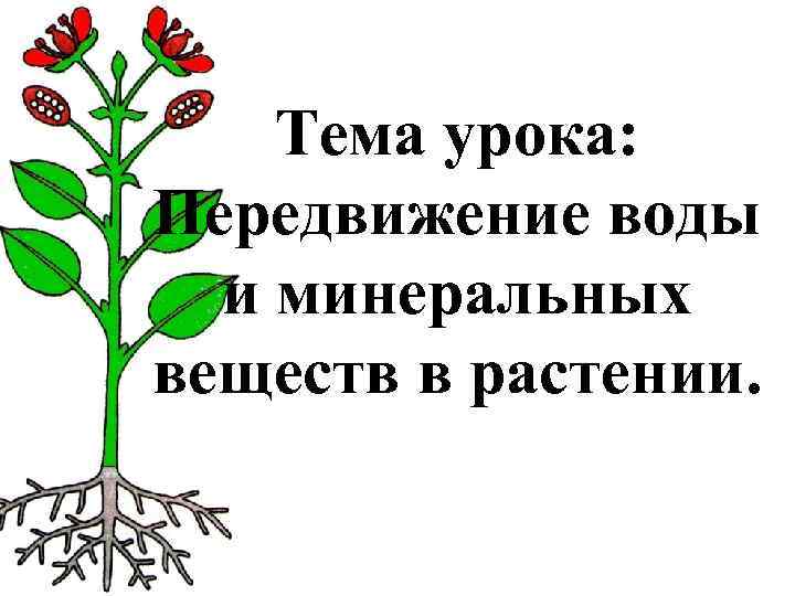 Тема урока: Передвижение воды и минеральных веществ в растении. 