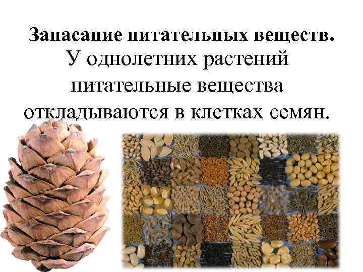 Запасание питательных веществ. У однолетних растений питательные вещества откладываются в клетках семян. 