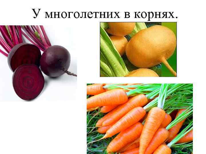 У многолетних в корнях. 