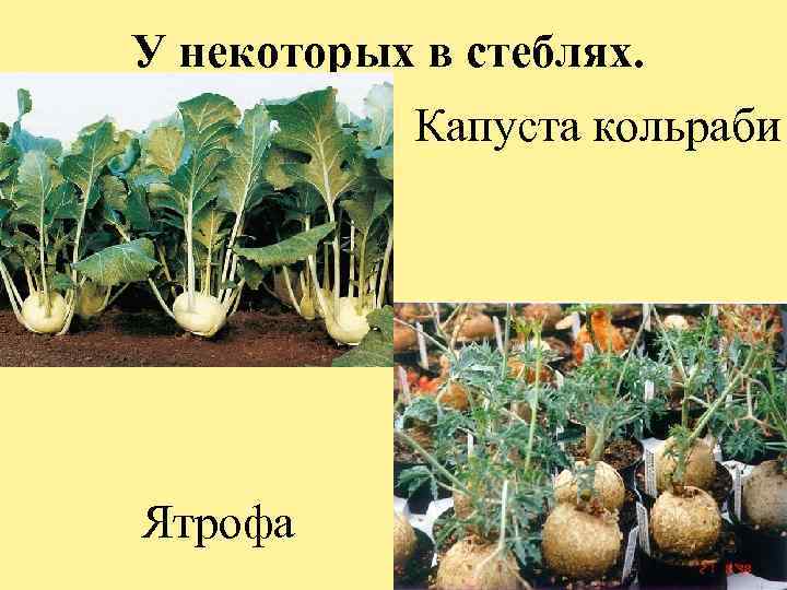 У некоторых в стеблях. Капуста кольраби Ятрофа 