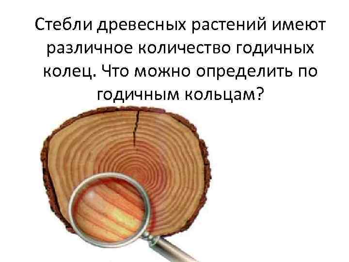 Стебли древесных растений имеют различное количество годичных колец. Что можно определить по годичным кольцам?