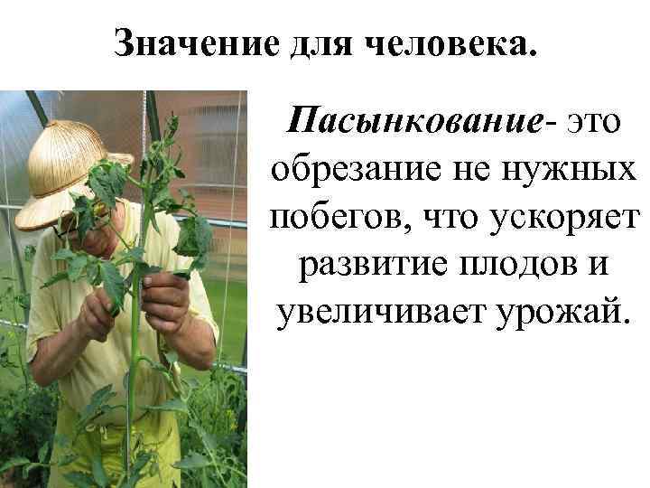 Значение для человека. Пасынкование- это обрезание не нужных побегов, что ускоряет развитие плодов и
