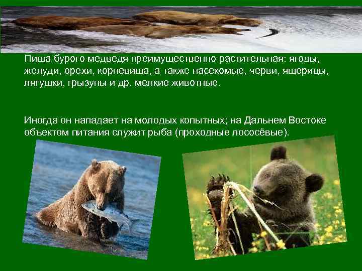 Пища бурого медведя преимущественно растительная: ягоды, желуди, орехи, корневища, а также насекомые, черви, ящерицы,