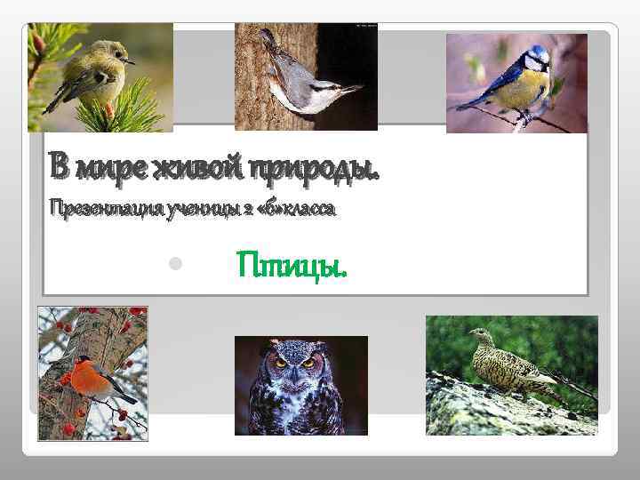В мире живой природы. Презентация ученицы 2 «б» класса Птицы. 