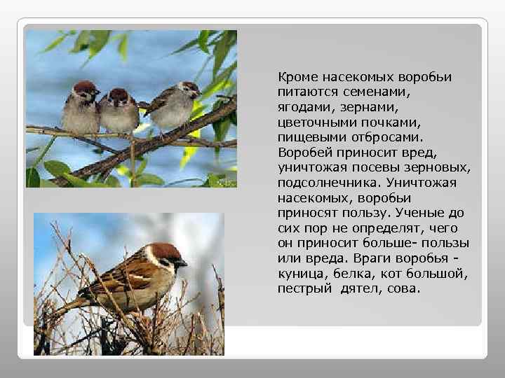 Кроме насекомых воробьи питаются семенами, ягодами, зернами, цветочными почками, пищевыми отбросами. Воробей приносит вред,