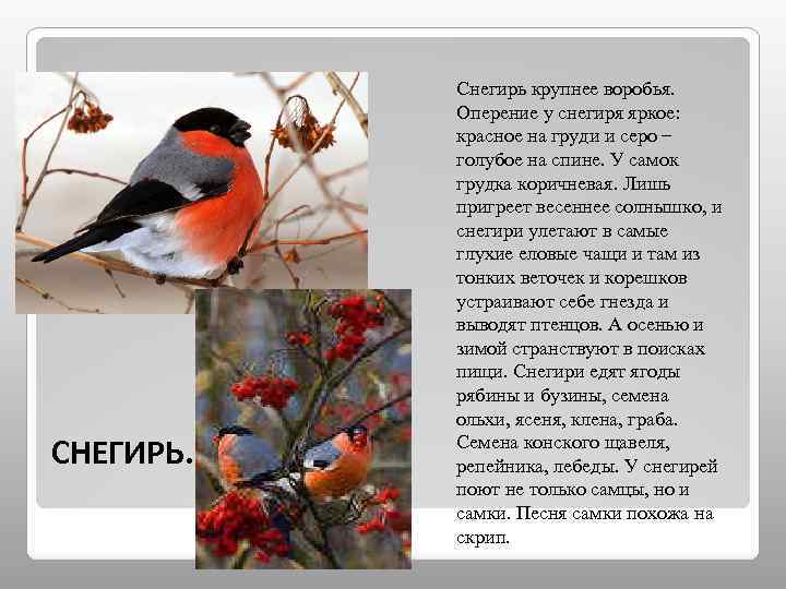 СНЕГИРЬ. Снегирь крупнее воробья. Оперение у снегиря яркое: красное на груди и серо –