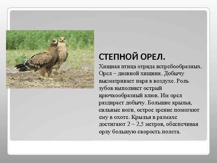 СТЕПНОЙ ОРЕЛ. Хищная птица отряда ястребообразных. Орел – дневной хищник. Добычу высматривает паря в