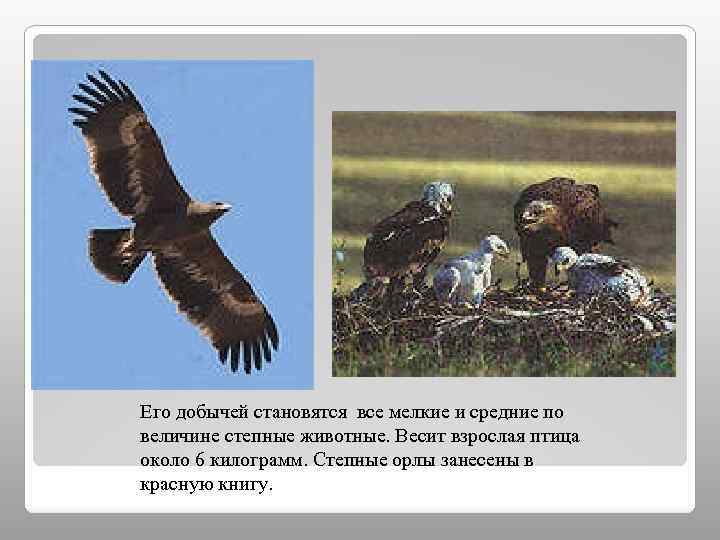 Его добычей становятся все мелкие и средние по величине степные животные. Весит взрослая птица