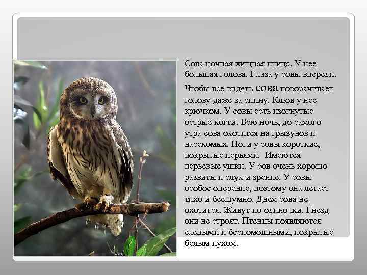 Сова ночная хищная птица. У нее большая голова. Глаза у совы впереди. СОВА. Чтобы