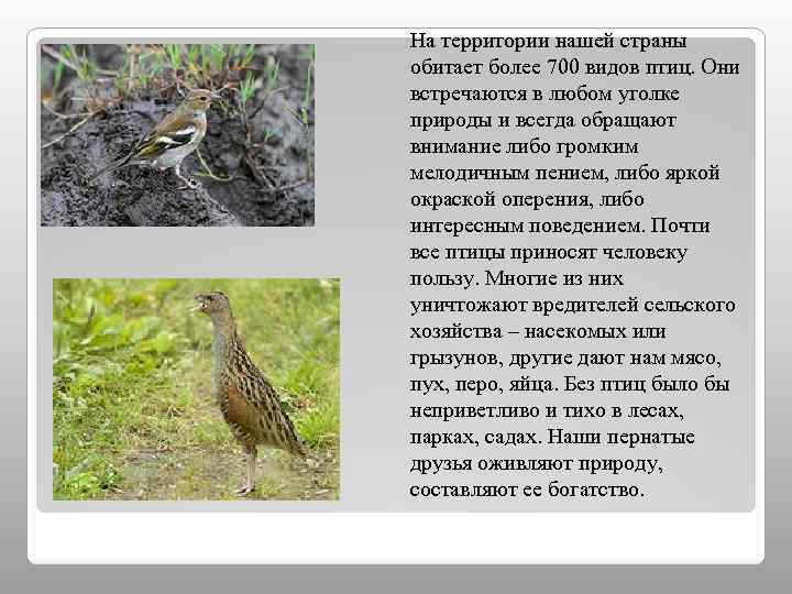 На территории нашей страны обитает более 700 видов птиц. Они встречаются в любом уголке
