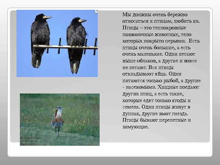 Мы должны очень бережно относиться к птицам, любить их. Птицы – это теплокровные позвоночные
