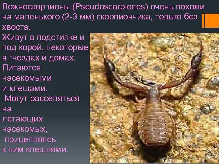 Ложноскорпионы (Pseudoscorpiones) очень похожи на маленького (2 -3 мм) скорпиончика, только без хвоста. Живут