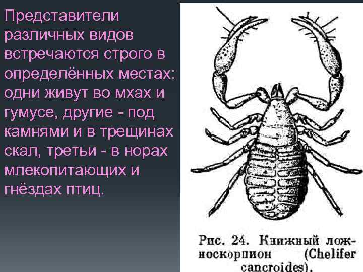 Представители различных видов встречаются строго в определённых местах: одни живут во мхах и гумусе,