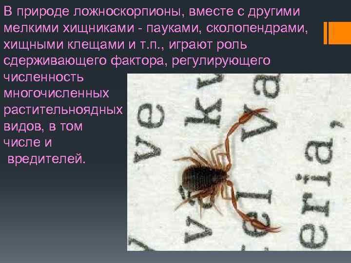 В природе ложноскорпионы, вместе с другими мелкими хищниками - пауками, сколопендрами, хищными клещами и