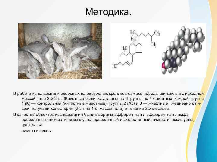 Методика. В работе использовали здоровыхполовозрелых кроликов-самцов породы шиншилла с исходной массой тела 2, 5