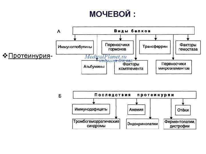  МОЧЕВОЙ v. Протеинурия- : 