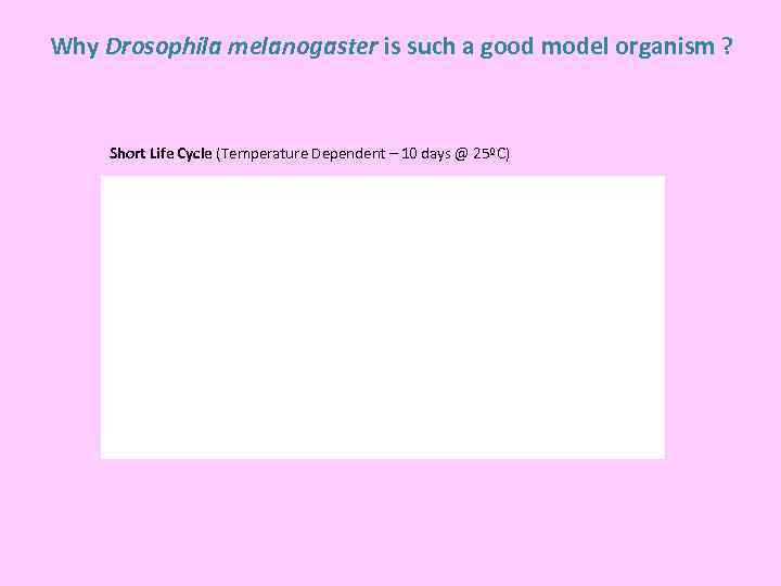 Why Drosophila melanogaster is such a good model organism ? Short Life Cycle (Temperature