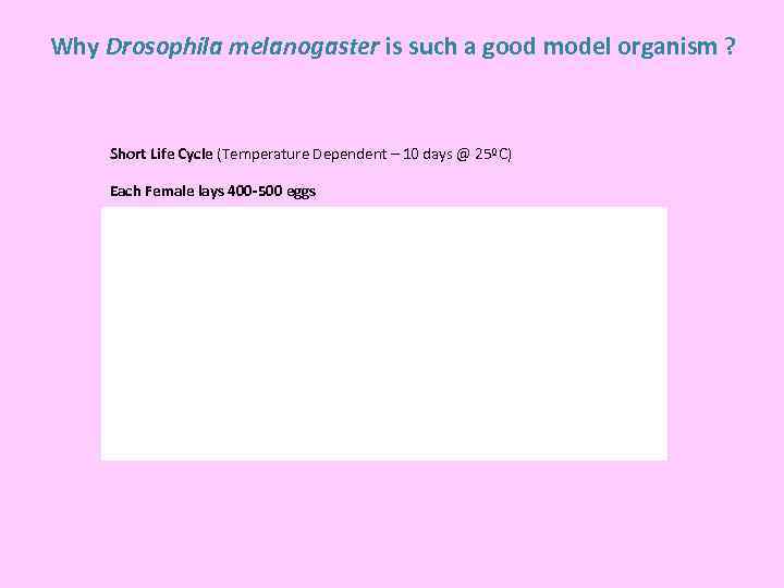 Why Drosophila melanogaster is such a good model organism ? Short Life Cycle (Temperature