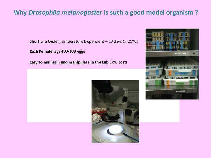 Why Drosophila melanogaster is such a good model organism ? Short Life Cycle (Temperature