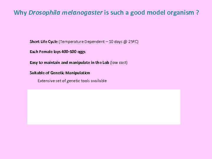 Why Drosophila melanogaster is such a good model organism ? Short Life Cycle (Temperature