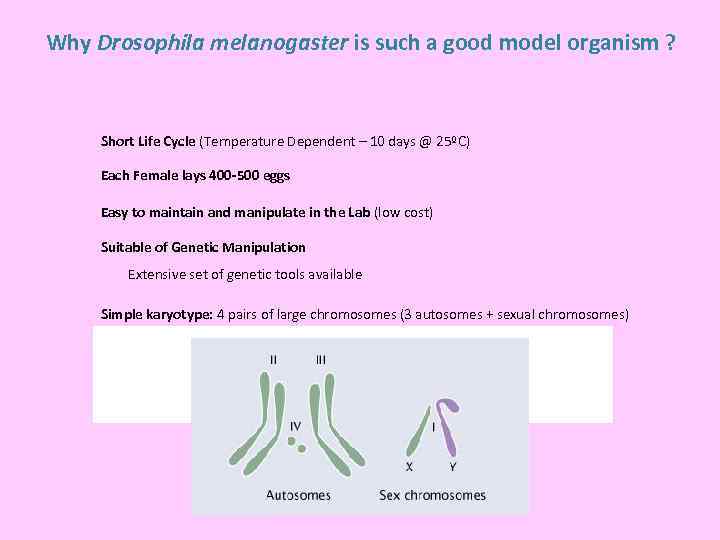 Why Drosophila melanogaster is such a good model organism ? Short Life Cycle (Temperature