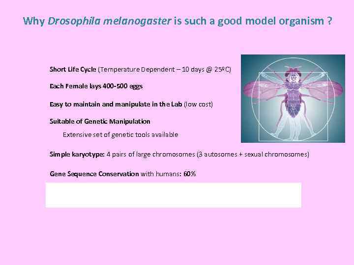 Why Drosophila melanogaster is such a good model organism ? Short Life Cycle (Temperature