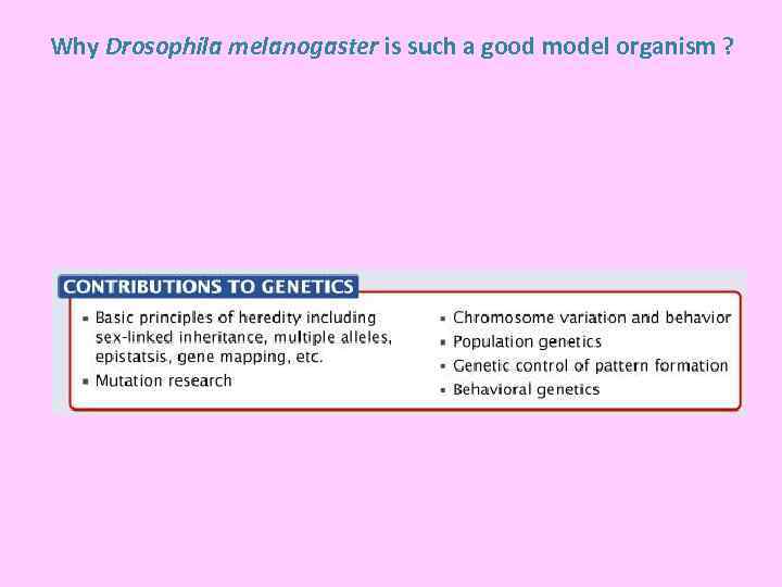 Why Drosophila melanogaster is such a good model organism ? 