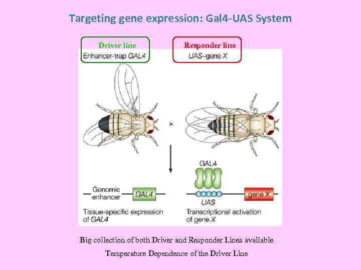 Targeting gene expression: Gal 4 -UAS System Driver line Responder line Big collection of