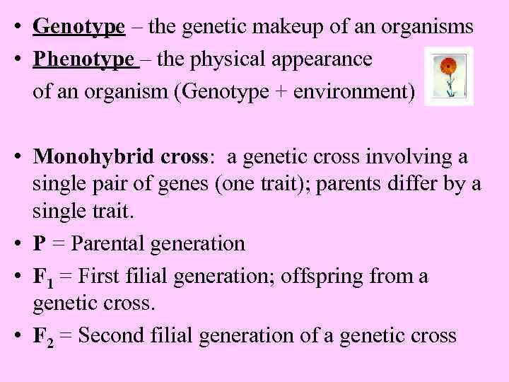  • Genotype – the genetic makeup of an organisms • Phenotype – the