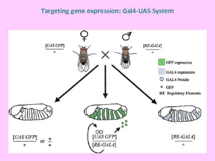 Targeting gene expression: Gal 4 -UAS System 