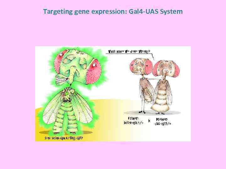 Targeting gene expression: Gal 4 -UAS System 